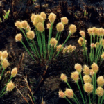 Bulbostylis paradoxa