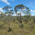 cerrado-brasileiro-4