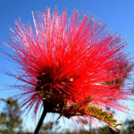 Calliandra