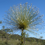 Paepalanthus