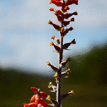 Inflorescencia