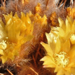 Cactos