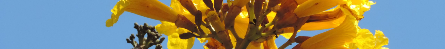 Ype amarelo
